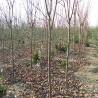 2-8公分紫葉李工程苗，幼苗