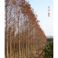 中山杉價格圖片/中山杉價格信息