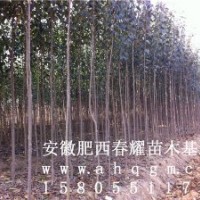 安徽肥西2-3-4-5公分大葉女貞價格