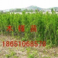 木槿供應、沭陽木槿種植、沭陽木槿專賣、沭陽賣木槿、沭陽哪家木