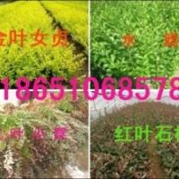 山東供應黃楊、冬青、衛矛、扶芳藤、迎春、小葉女貞、月季、繡線