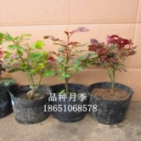 月季、龜甲冬青、金邊黃楊、金森女貞、大葉黃楊、鋪地柏