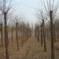 5公分國槐價(jià)格