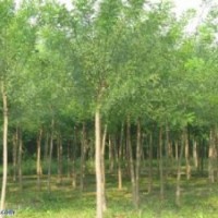 河北國槐 榕花樹最新價格