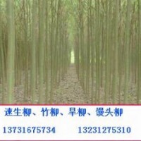 河北竹柳價格