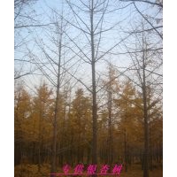 供應山東銀杏樹