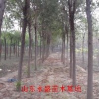 10公分國槐價格