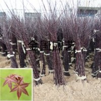 江蘇紅楓苗價(jià)格嫁接中國(guó)紅紅楓小苗1米高紅楓苗