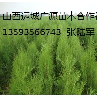 側柏出售、大量1-1.5米側柏貨源充足、價格優惠