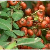 供應(yīng)金葉女貞球、瓜子黃楊球、紅花繡線菊球、火棘球
