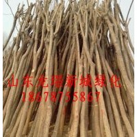 現貨國槐 白蠟 待裝車裸根國槐