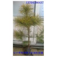 常年低價批發樟子松苗，樟子松營養杯苗，裸根苗