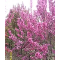 供應櫻花.東紅.西府.北美海棠(亞當.絢麗)