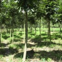 樸樹價格|樸樹供應|樸樹基地