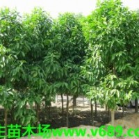 白玉蘭 武新花木場，武生花木場，