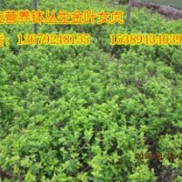 大量供應(yīng)叢生金葉女貞，金葉女貞小苗，營養(yǎng)缽金葉女貞苗