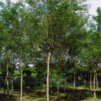 河北國槐價格