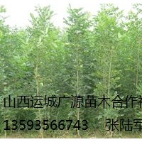 出售白蠟、2、3公分以上低價白蠟優惠供應