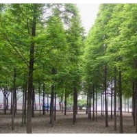 江蘇水杉樹價格