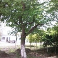 供應15公分樸樹