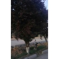 地徑20左右的大紅葉李緊急處理，數(shù)量80棵