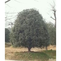 供應香樟