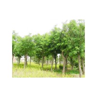 千頭椿 千頭椿價格 優(yōu)質(zhì)千頭椿批發(fā)/供應(yīng)