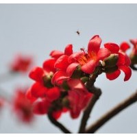 木棉供應紅花木棉