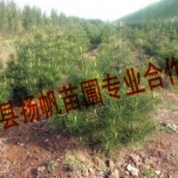 供應30-50公分白皮松，50-80公分白皮松，80-1米白皮松