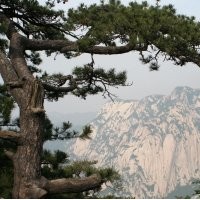 華山松的形態習性有什么需要注意的事