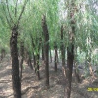 白蠟、法桐、國槐、櫻花、紫葉李、欒樹、黑松、油松、五角楓、紅
