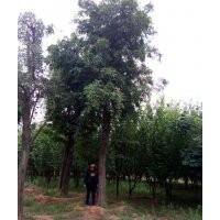 供應(yīng)15—60公分大規(guī)格皂角、皂角小苗
