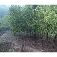 供應(yīng)1—20公分木瓜樹(shù)、木瓜苗、木瓜種子