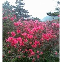 供應(yīng)杜鵑、映山紅、叢生杜鵑、盆景杜鵑、杜鵑樹(shù)樁