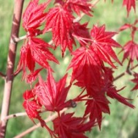 日本紅楓紅舞妓 供應紅楓 紅楓苗圃 紅楓苗圃 紅楓習性