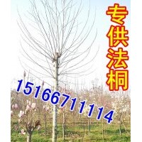 江蘇地區12公分法桐價格.8公分法桐.9公分法桐截桿價格