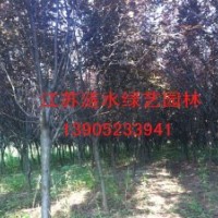 供應苗木女貞,紅葉李,紫薇