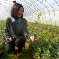 安徽高產油茶定點育苗基地，安徽油茶樹苗批發
