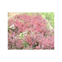黃楊價格/廠家/苗木基地/供應商-山東臻樟園林