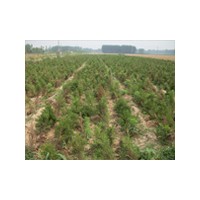 連翹苗木供應信息/松樹苗木基地/榆葉梅苗木廠家地址-山東臻樟園