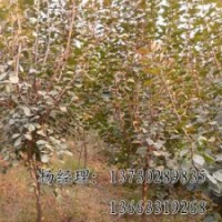 饅頭柳，大量出售饅頭柳苗木基地
