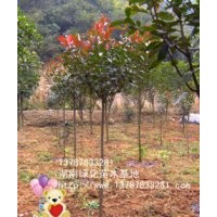紅葉石楠小苗 湖南綠化小苗批發-湖南綠化小苗資訊新聞 規格齊全