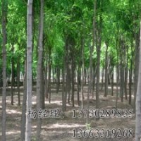 嫁接香花槐長期供應(yīng)，出售優(yōu)質(zhì)的嫁接香花槐