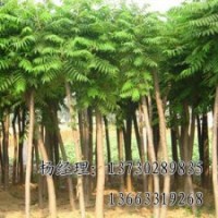 千頭椿長(zhǎng)期供應(yīng)，大量出售千頭椿