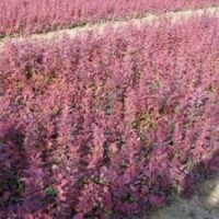 供應:紅葉小檗、金葉女貞，鋪地柏，連翹、迎春