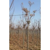 石榴，枇杷，木瓜，苗圃現苗，櫻花，高桿紅葉石楠3公分。