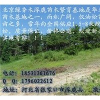 供應山苗油松