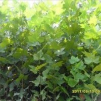 供應(yīng)法桐苗國(guó)槐苗白蠟苗