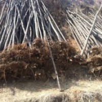刺槐苗，2公分山杏苗，2公分山桃苗，椿樹苗，山楂苗，核桃苗