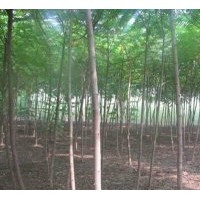 河北火炬樹